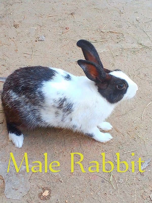 rabbit 4