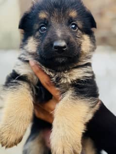 GERMAN SHEPHERD PUPPIES