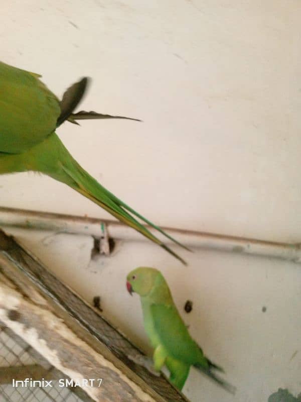 Parrot for Sale with cage 3