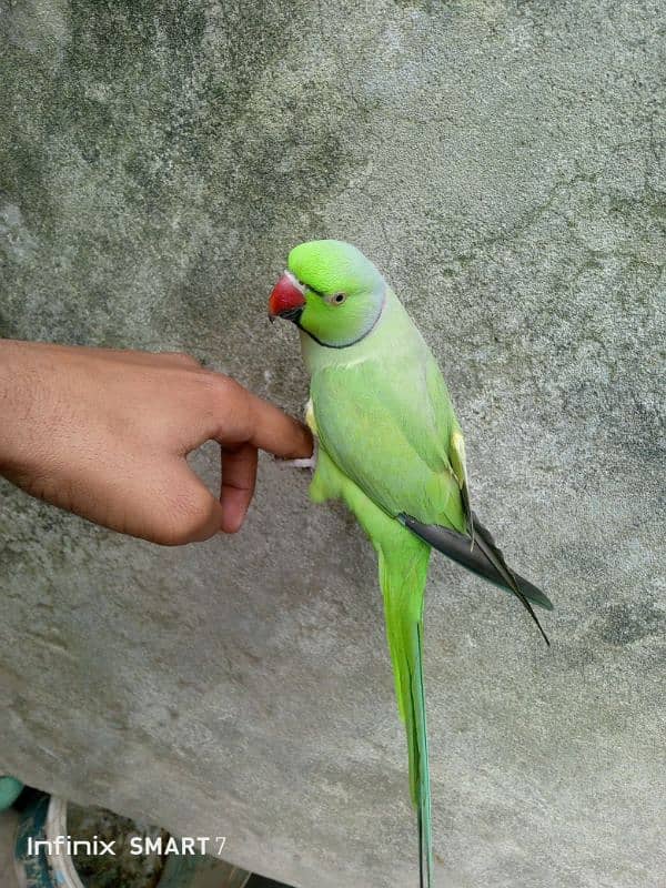 Parrot for Sale with cage 4