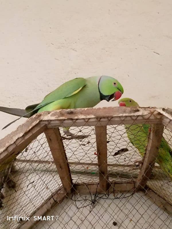 Parrot for Sale with cage 5