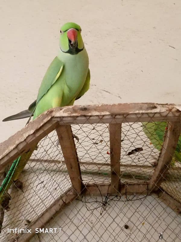 Parrot for Sale with cage 6