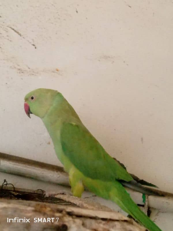 Parrot for Sale with cage 7