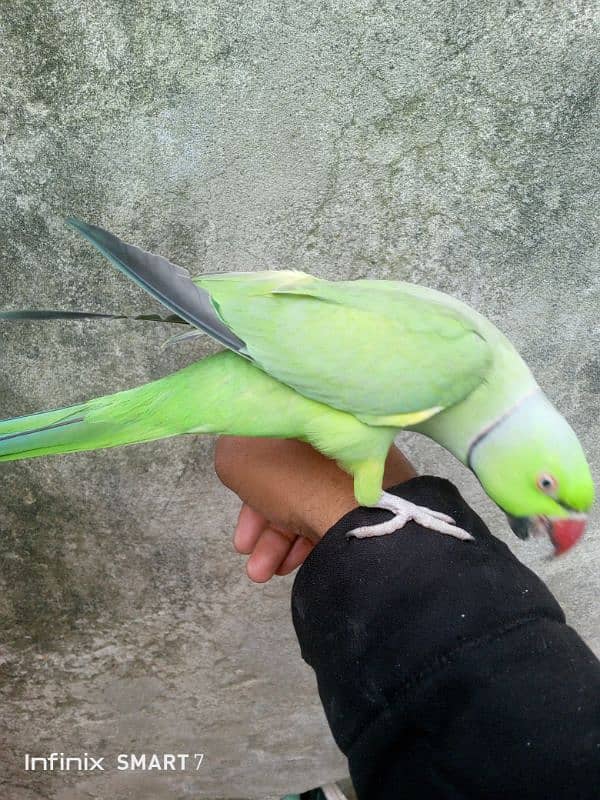 Parrot for Sale with cage 8