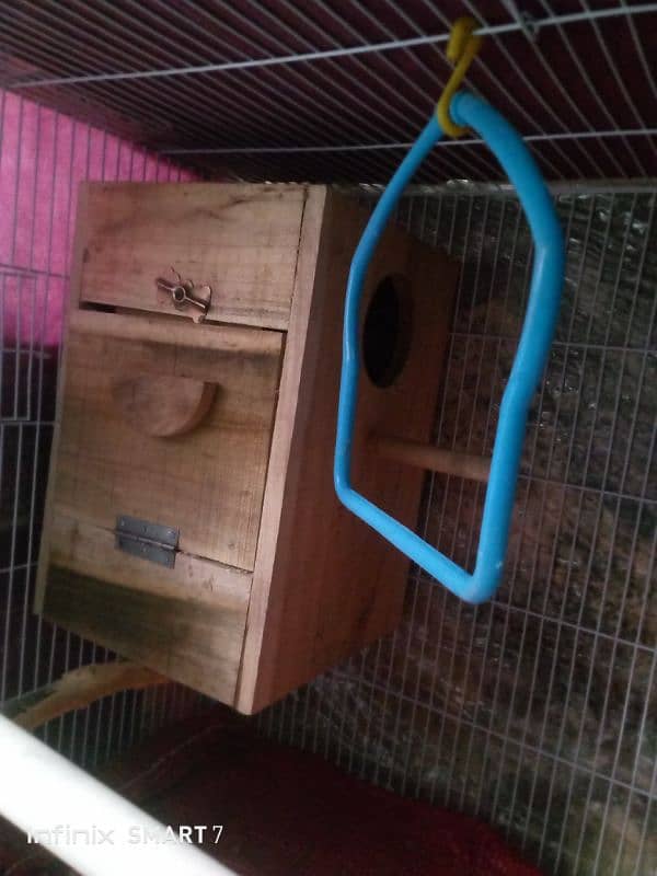 Parrot for Sale with cage 10