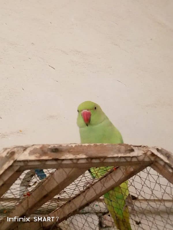 Parrot for Sale with cage 11