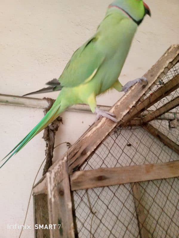 Parrot for Sale with cage 12