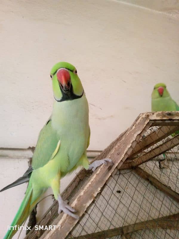 Parrot for Sale with cage 13