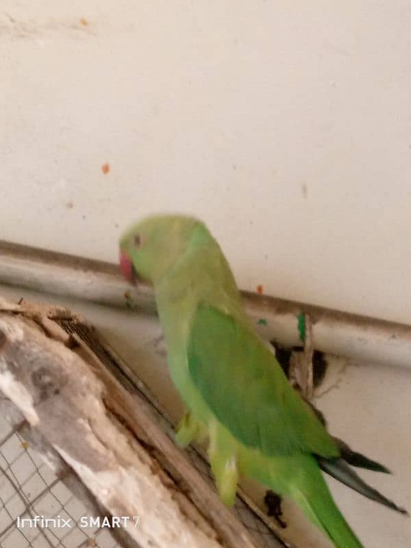 Parrot for Sale with cage 14