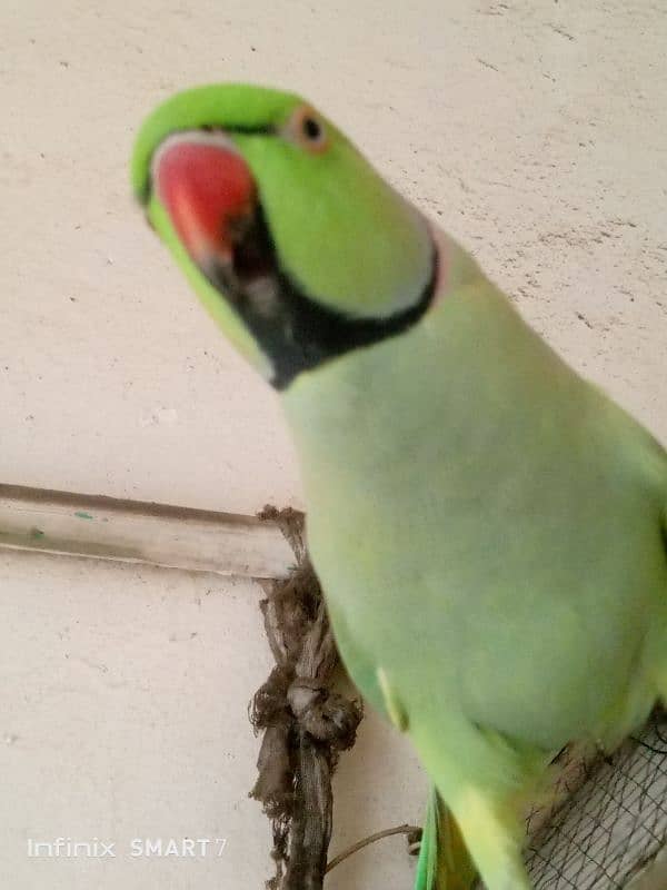 Parrot for Sale with cage 15