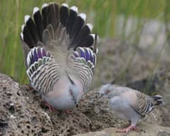 Crusted Dove Chicks Available