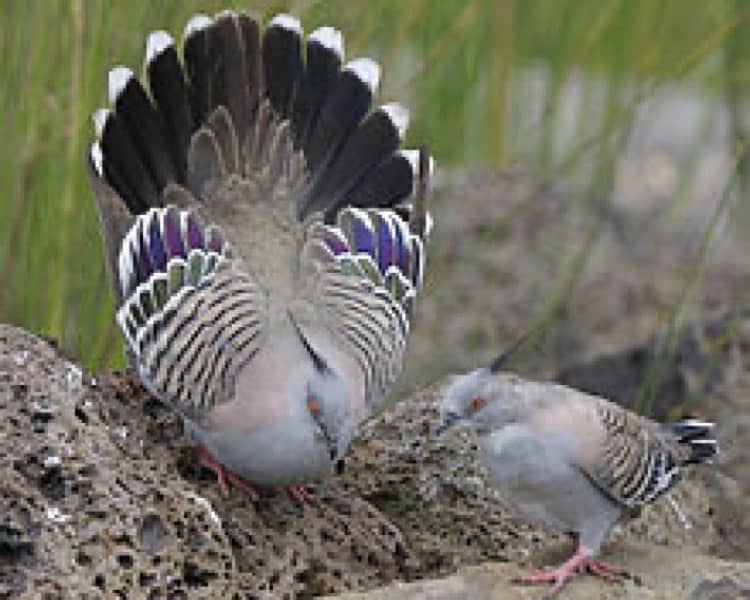 Crusted Dove Chicks Available 0