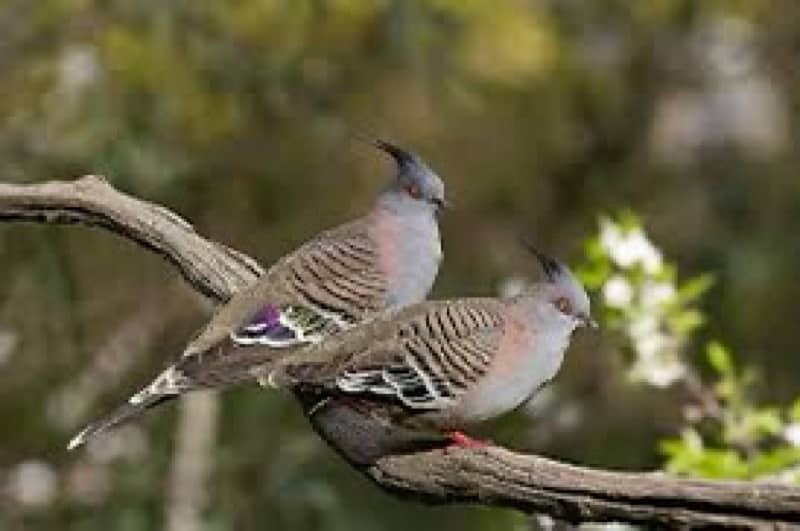 Crusted Dove Chicks Available 1