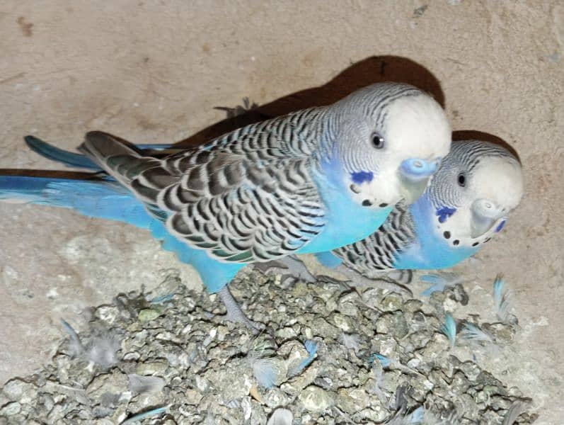 Budgies 3 pairs 0