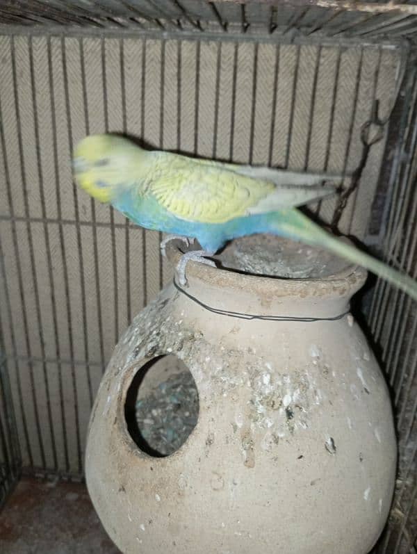 Budgies 3 pairs 1