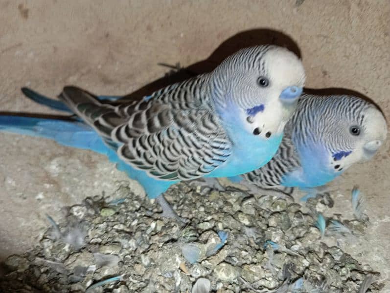 Budgies 3 pairs 2