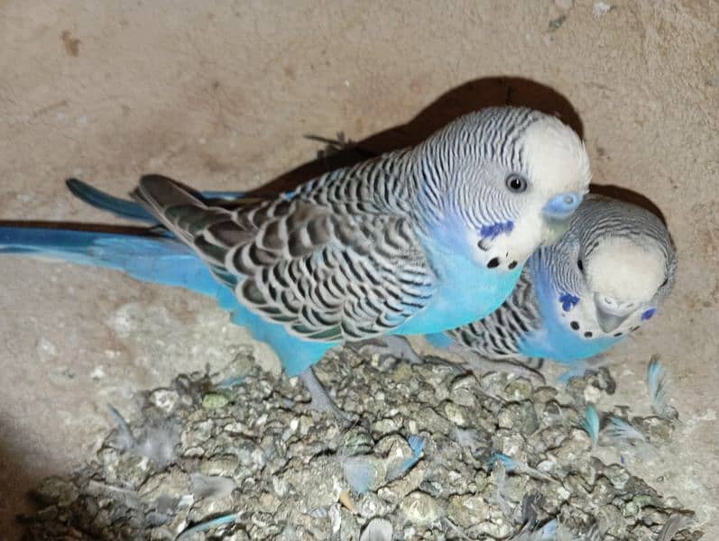 Budgies 3 pairs 3