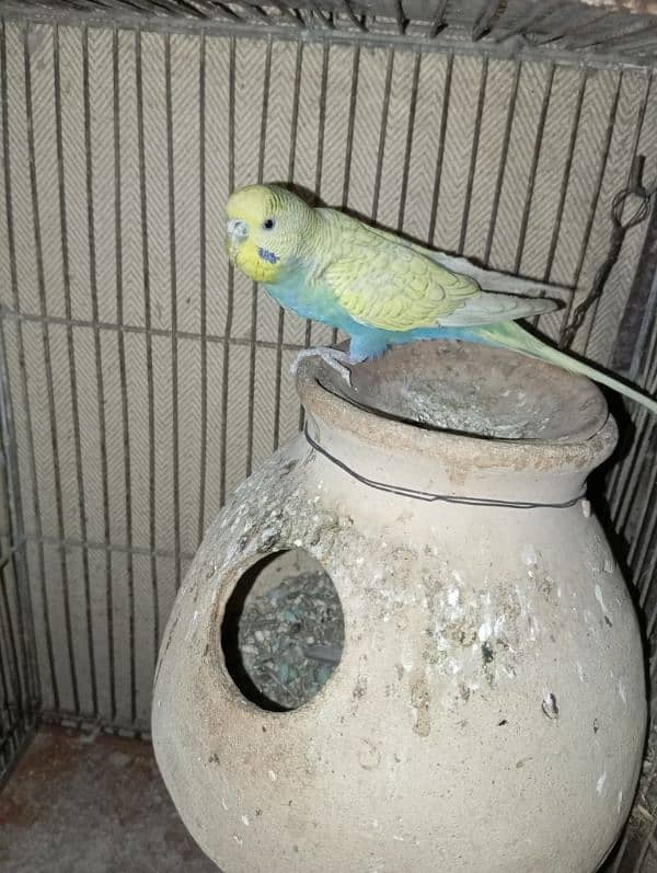 Budgies 3 pairs 6