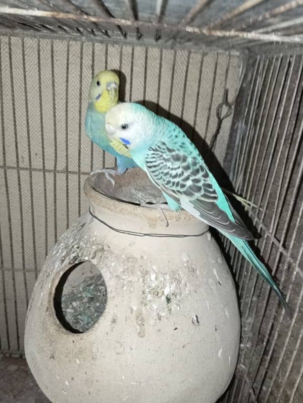 Budgies 3 pairs 7