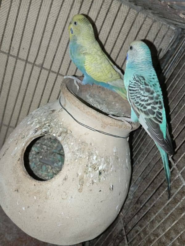 Budgies 3 pairs 8