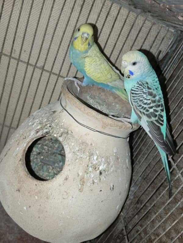 Budgies 3 pairs 9