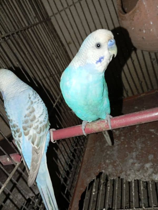 Budgies 3 pairs 10