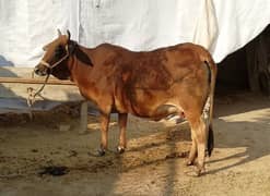 3rd timer Sahiwal Cow