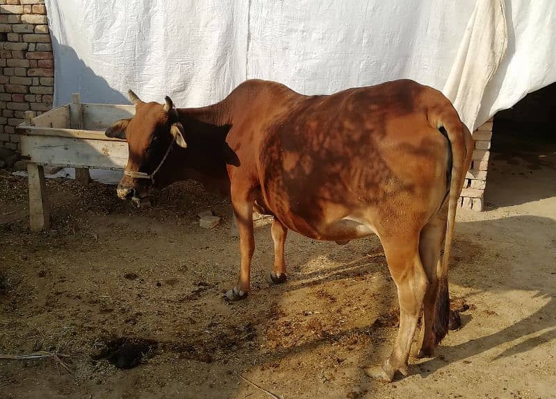 3rd timer Sahiwal Cow 1