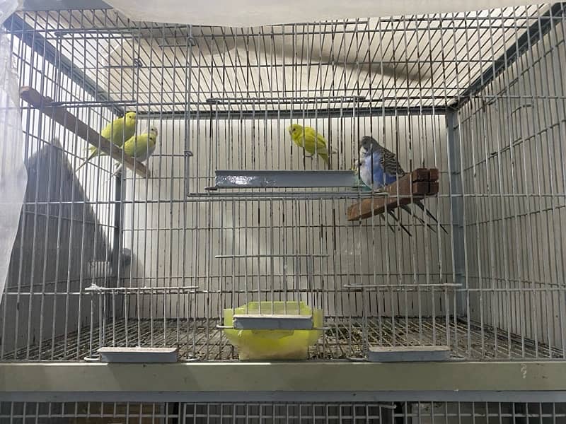 Austrailian parrots 2