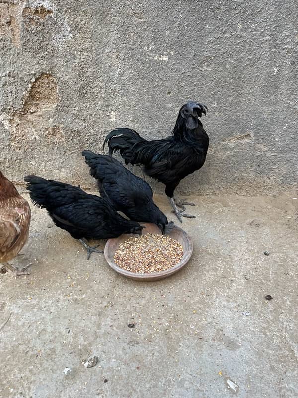 pure ayem cemani  call at 03456082866 0