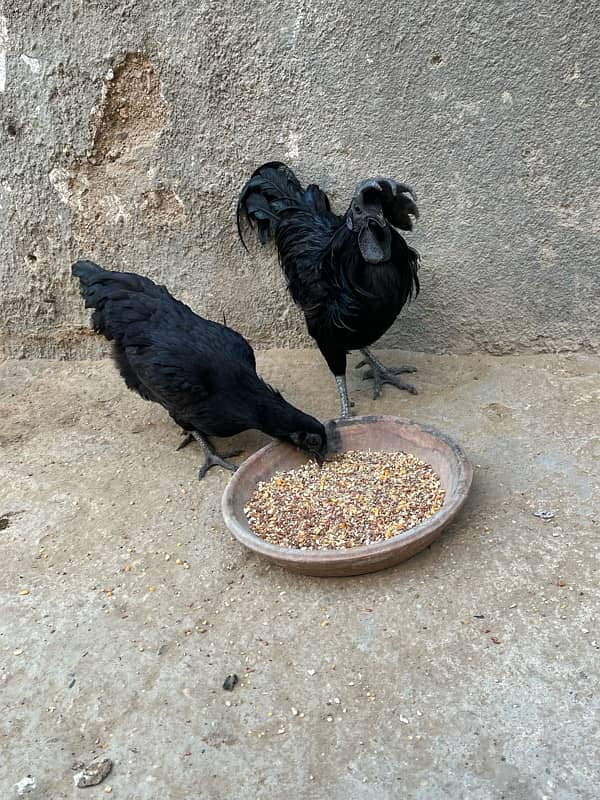 pure ayem cemani  call at 03456082866 1