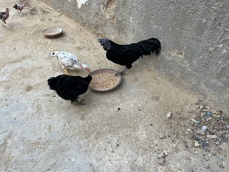 pure ayem cemani  call at 03456082866 3