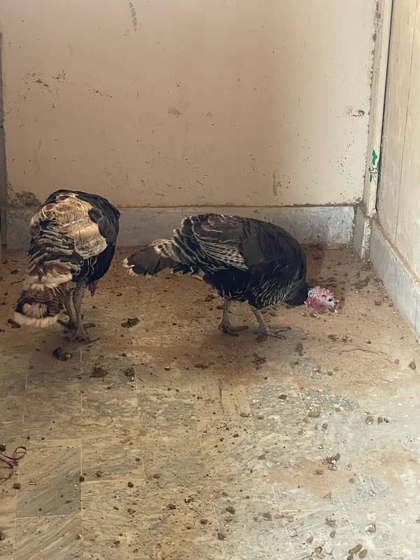 turkey bird pair adult 2