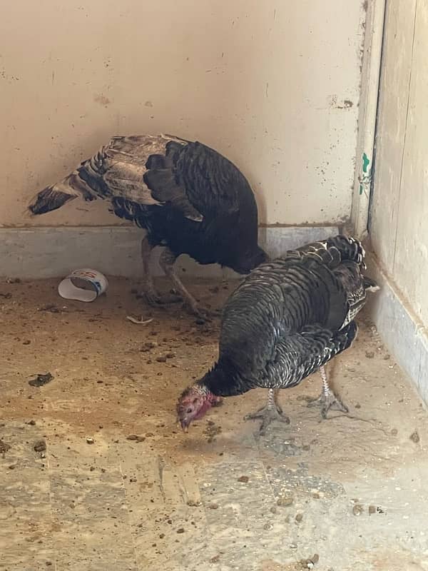 turkey bird pair adult 4