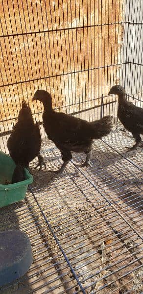 Ayam cemani black tongue chicks 0