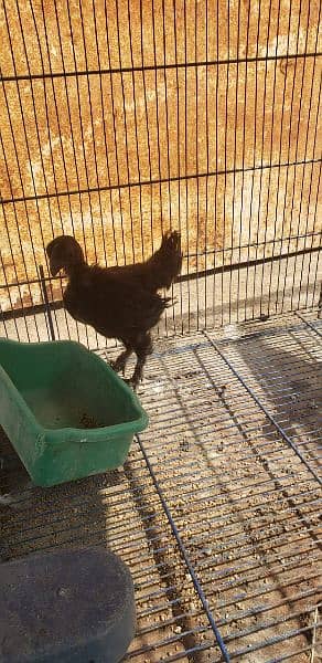 Ayam cemani black tongue chicks 1