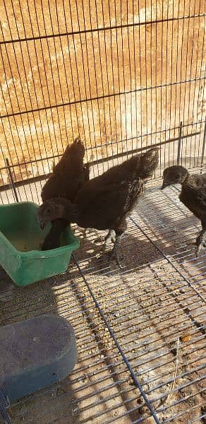 Ayam cemani black tongue chicks 2