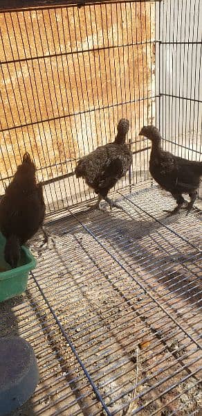 Ayam cemani black tongue chicks 3