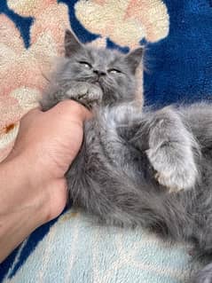 persian cat 2month