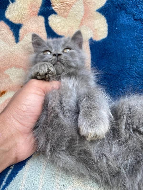 persian cat 2month 1