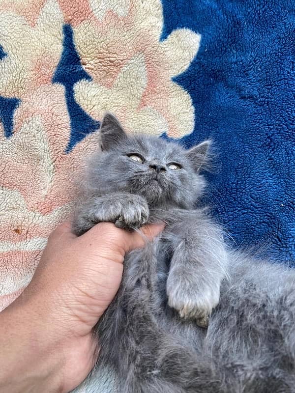 persian cat 2month 2