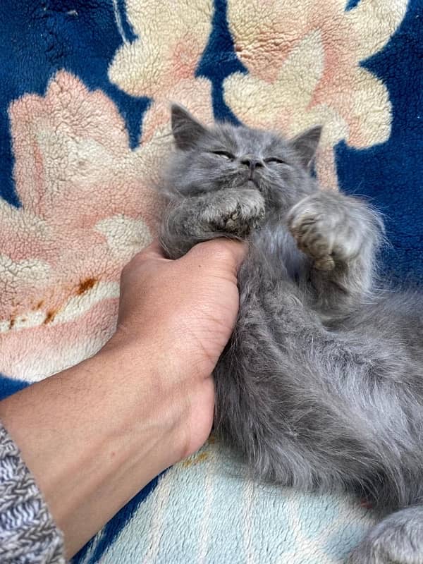 persian cat 2month 3