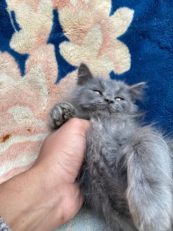 persian cat 2month 4