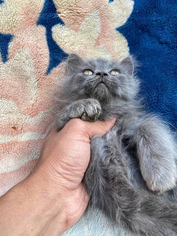 persian cat 2month 5