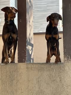 Red/Rust Doberman Female