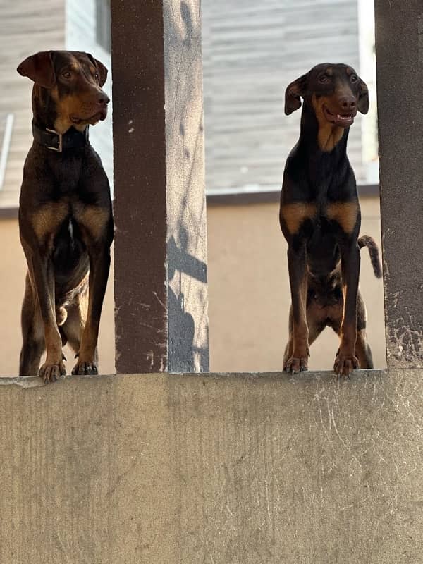 Red/Rust Doberman Female 1