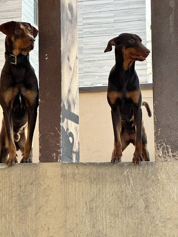 Red/Rust Doberman Female 2