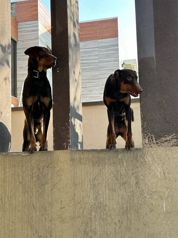 Red/Rust Doberman Female 3