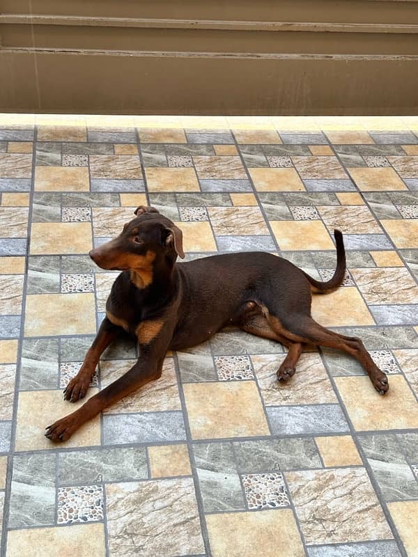 Red/Rust Doberman Female 4