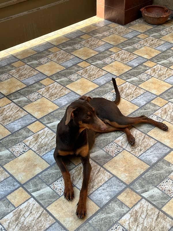 Red/Rust Doberman Female 5